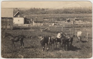 Gokee Farm Bear Creek Michigan pc1